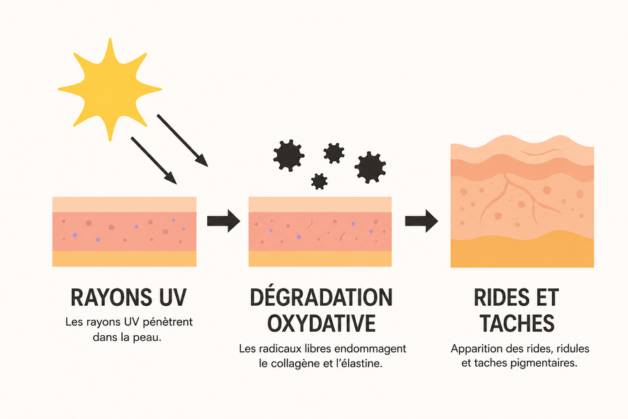 Schéma montrant les UV provoquant une dégradation oxydative menant aux rides et aux taches.