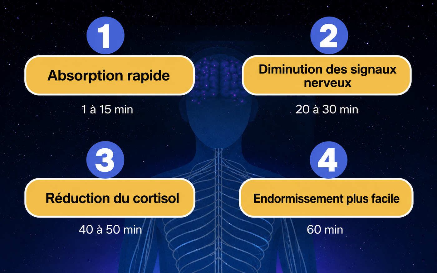 Voici comment ça agit à l'intérieur de votre corps