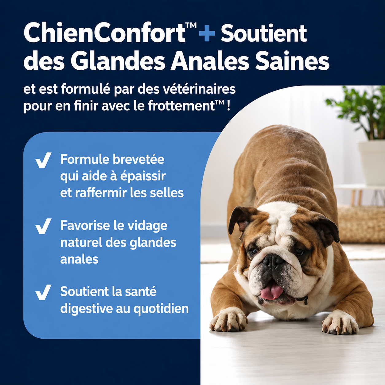 ChienConfort ™