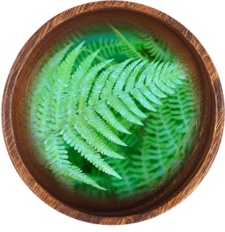 Extrait de Polypodium Leucotomos